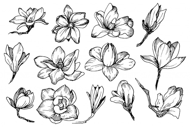 Vector magnolia flowers in engraving style