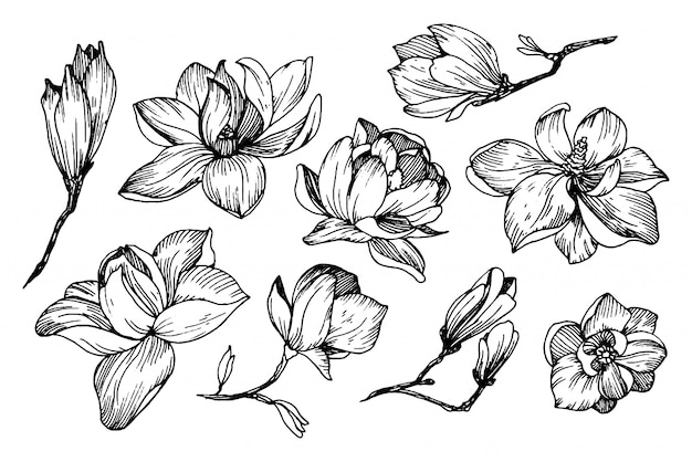 Vector magnolia flowers in engraving style