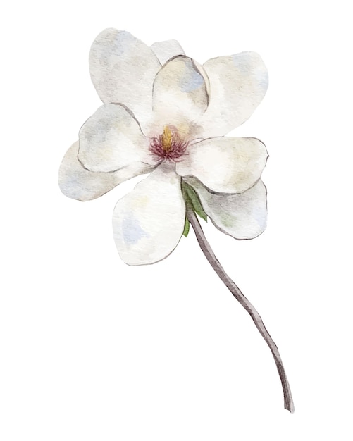 Magnolia flowers on white background