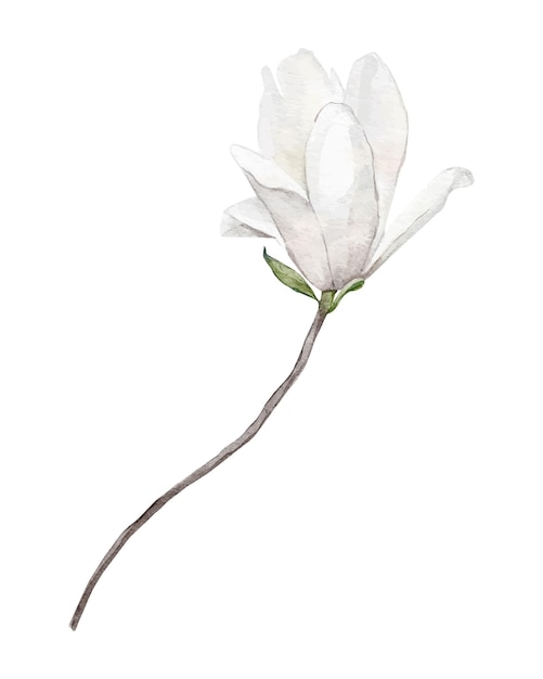 Vettore fiori di magnolia su sfondo bianco