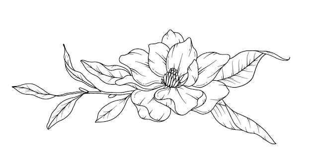 Vector magnolia lijn tekening bloem kleurblad bloemlijnkunst