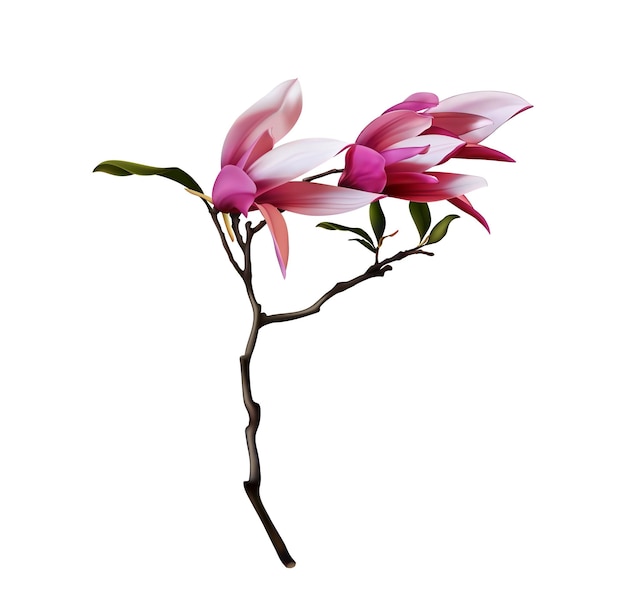 Vector magnolia realistic 3d vector illustration. brunch of pink magnolia isolated bouquet flower