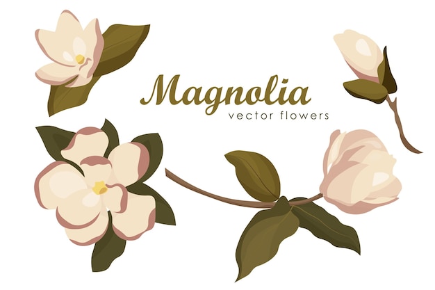 Magnolia vectorbloemen