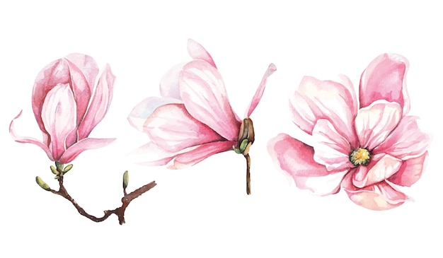 Vector magnolia watercolor 2