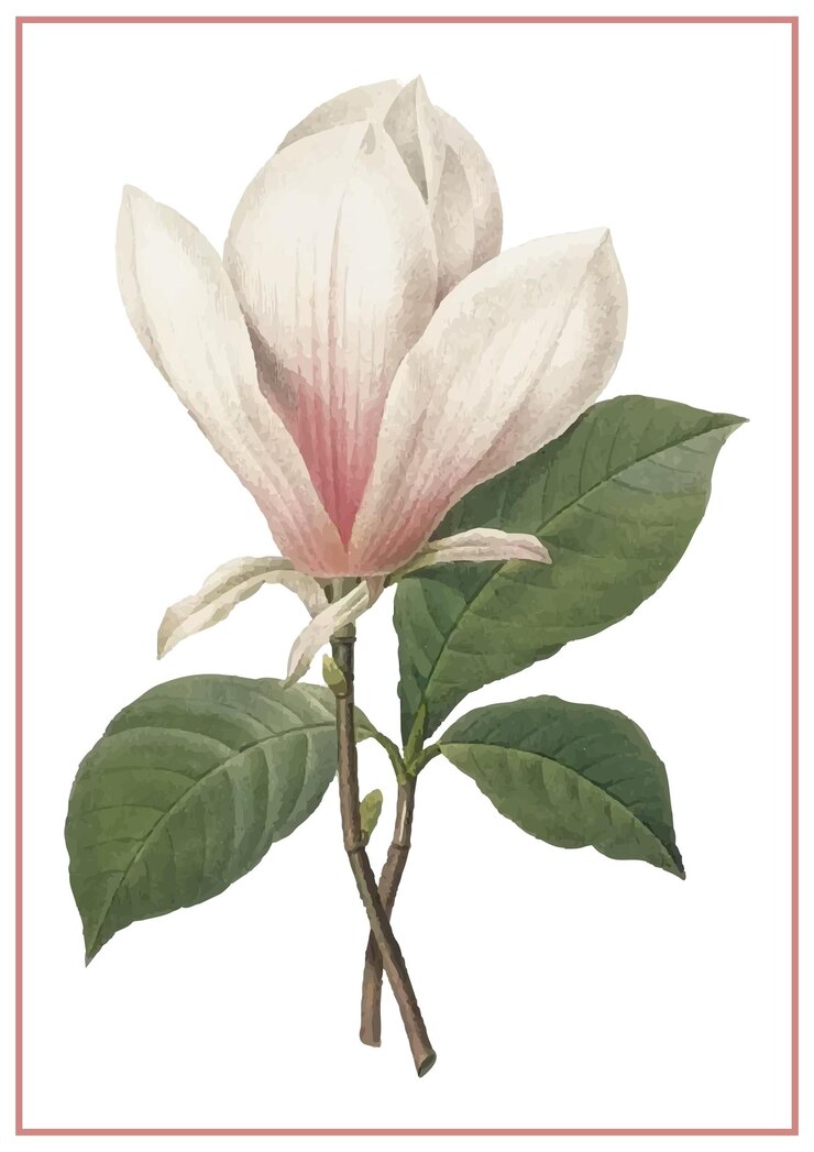 Vector magnolia watercolor