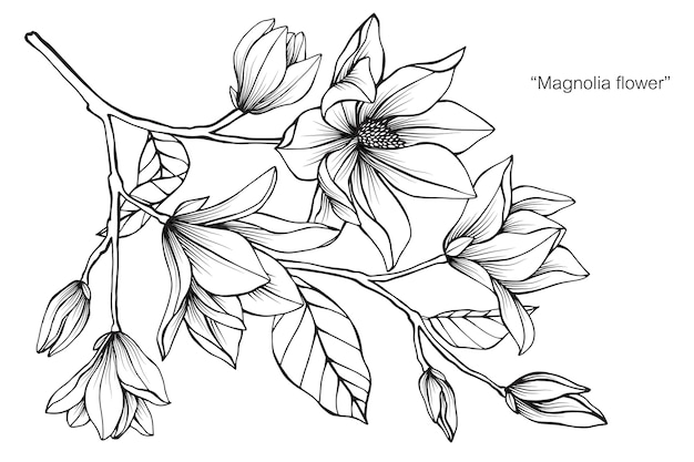 Magnoliabloem