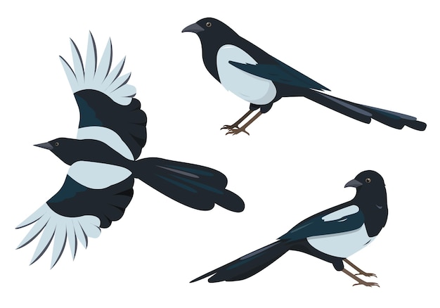 Vector magpie birds set magpies in different poses isolated on white