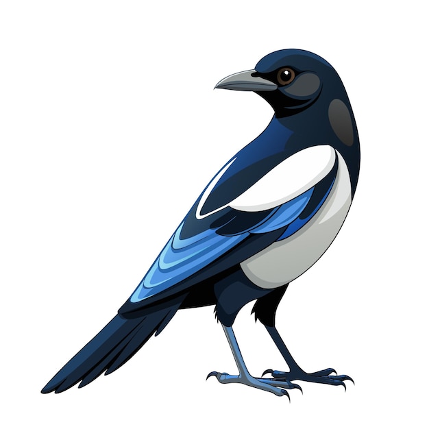 magpie cartoon flying bird beautiful character of ornithology of crow with white feathers