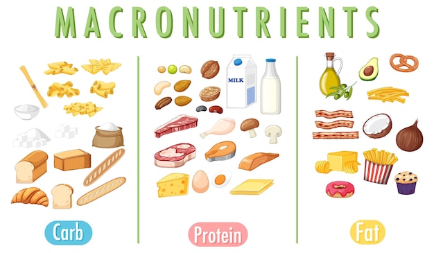 Vector main food groups macronutrients vector