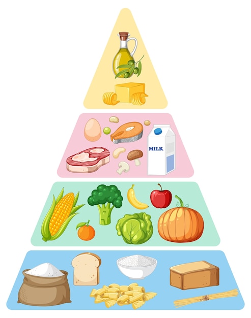 Main food groups macronutrients vector