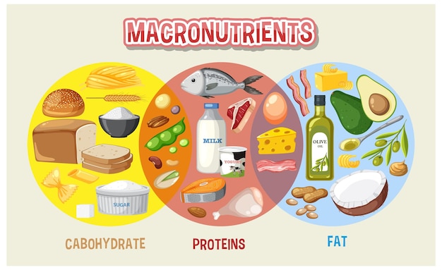 Vector main food groups macronutrients vector