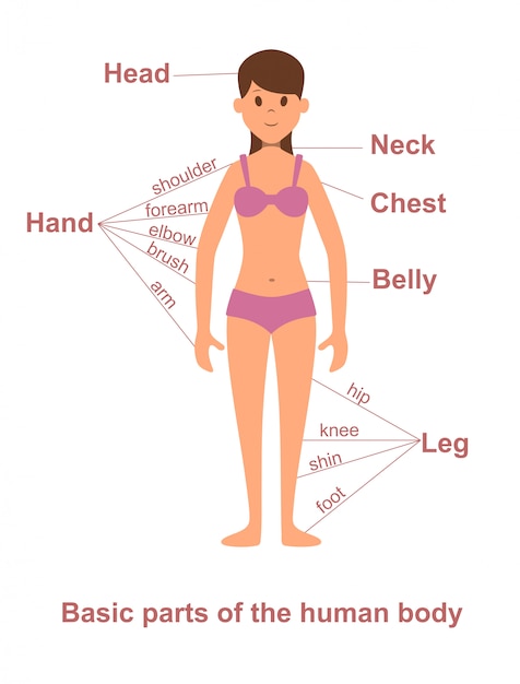 Main parts of human body on female figure