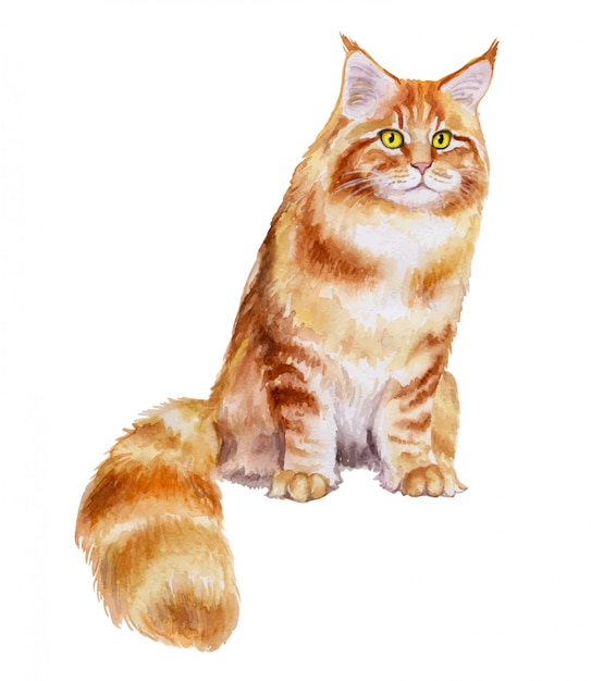 Maine coon cat breed in watercolor