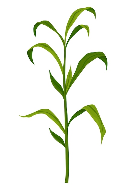 Maïs groeiende fase Maïs groei plant geïsoleerd op witte achtergrond Boerderij plant evoluerende ontwikkelingsfase Plantproces