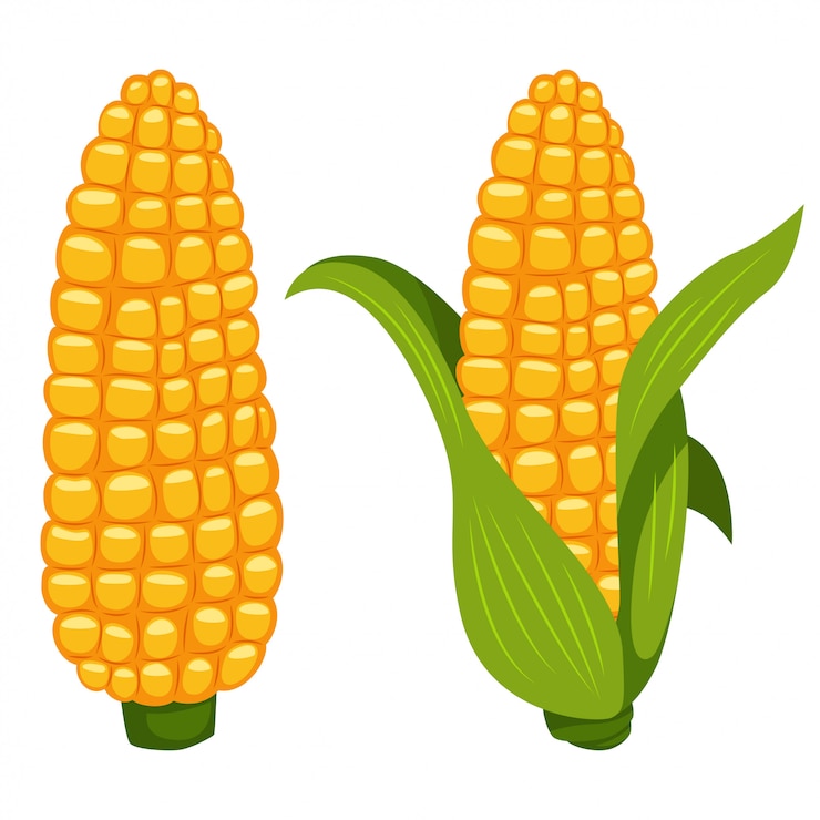 Maïskolven vector cartoon platte plantaardige pictogram geïsoleerd op een witte achtergrond.