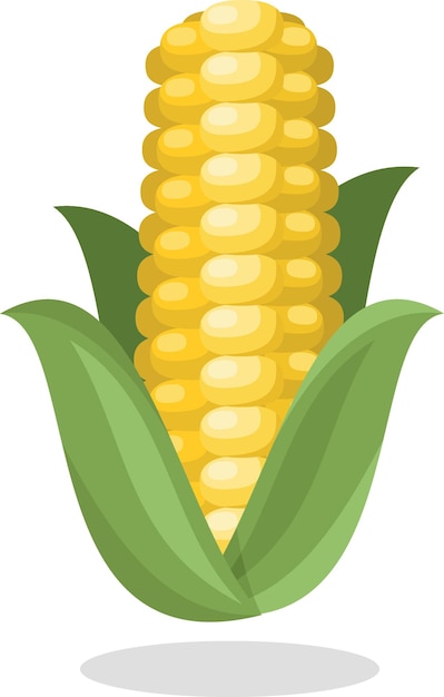 Vector maize grain plant isolated background