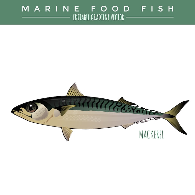 Makreel. Marine Food Fish