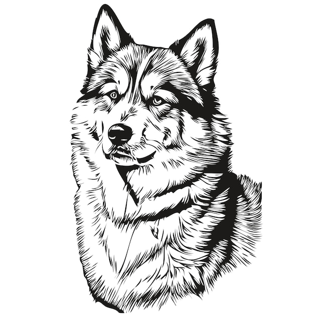 Malamute dog outline pencil drawing artwork black character on white background realistic breed pet