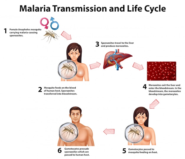 Trasmissione della malaria e ciclo di vita