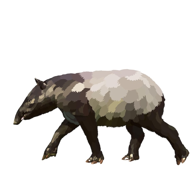 Vector malayan tapir vector white background