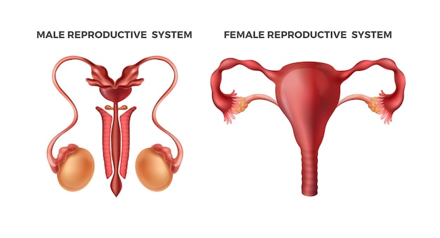 벡터 남성과 여성의 생식 현실적인 인체 내부 장기 교육 또는 과학 의학 잡지를 위한 도식적으로 그려진 기관 시스템 벡터 남성 여성 인포그래픽 고환 자궁