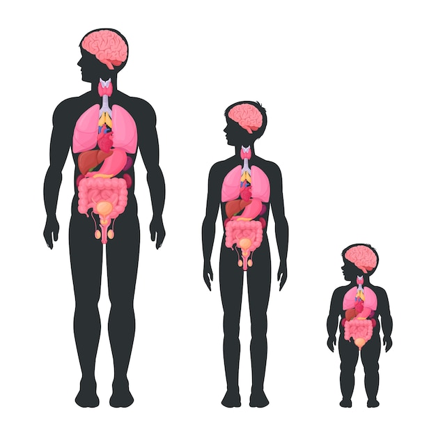ベクトル 男性体図 内臓 インフォグラフィック 男の子と赤ちゃん 内臓 解剖学 スキーム フラットベクトル イラストセット 脳 心臓と生殖系 身体の位置