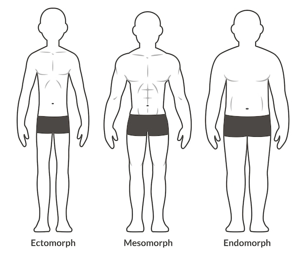 Male body types diagram Ectomorph Mesomorph and Endomorph