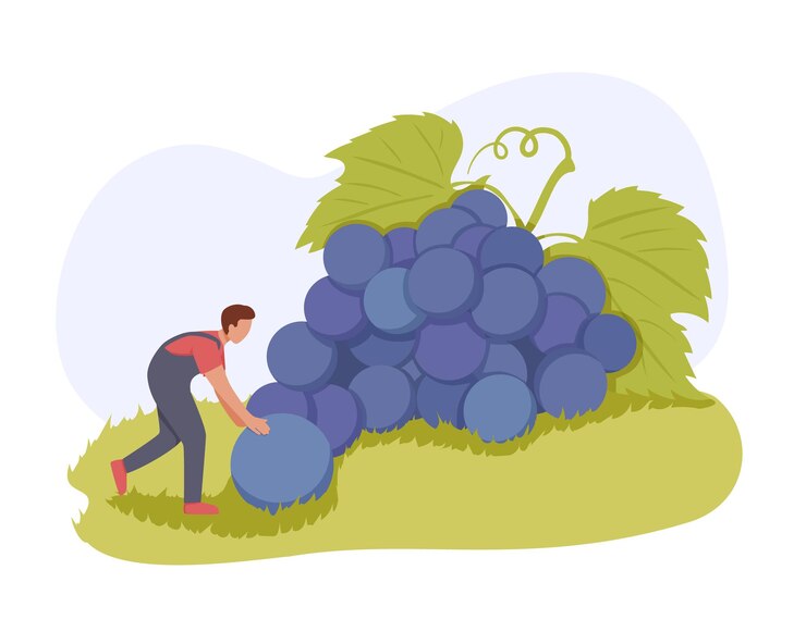 Vector male cartoon characters making wine from organic grapes growing cultivated grapes male character cut down giant bunches of blue grapes racemation generous summer harvest