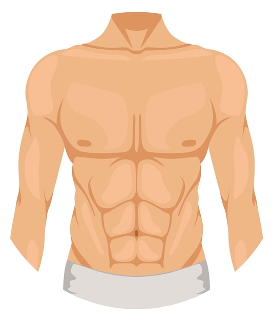 Vector male chest man upper body color icon isolated on white background