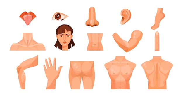 Male and female body parts for kids vector illustrations set