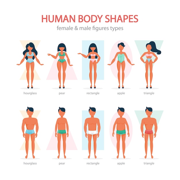 Male and female body shapes set. triangle and rectangle