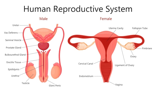 Vector male and female human reproductive system with labelled parts on white background isolated vector flat illustration