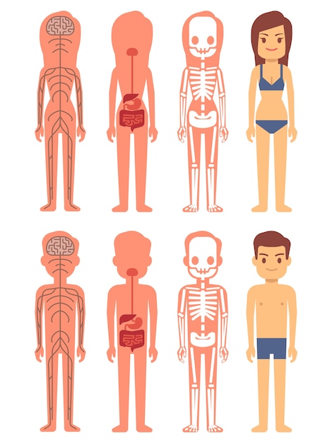 Vector male and female skeleton