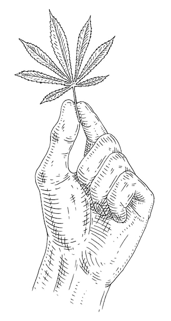 Male hand holding marijuana leaf Engraving vintage vector illustration