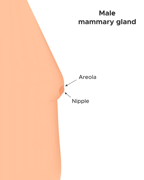 남성 유방선 인포그래픽  ⁇  바탕  ⁇ 터 일러스트레이션