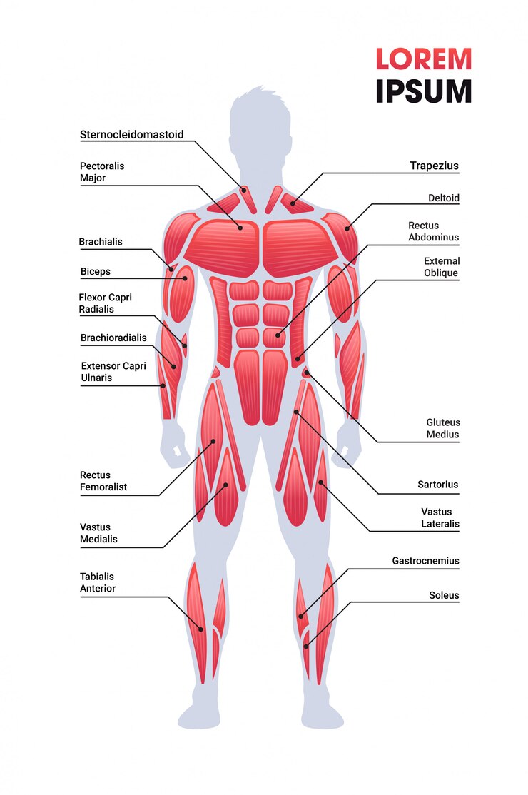 Vector male muscular system board human body structure muscle map full length vertical copy space