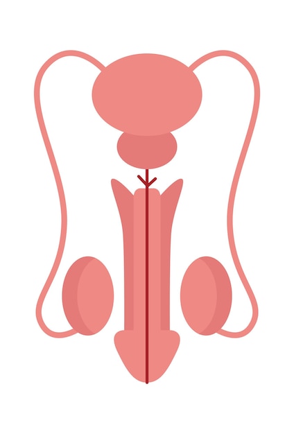 Male reproductive organ Vector illustration