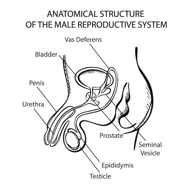 MALE REPRODUCTIVE SYSTEM MONOCHROME Medical Education Vector