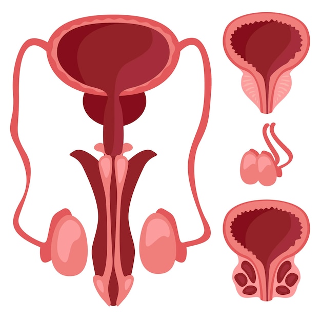 Male reproductive system for study in medical facilities for doctors isolated on white background