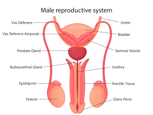 Male reproductive system with indicated main parts, isolated on white background. Front view. Vector illustration, flat design