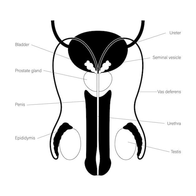 Male reproductive system