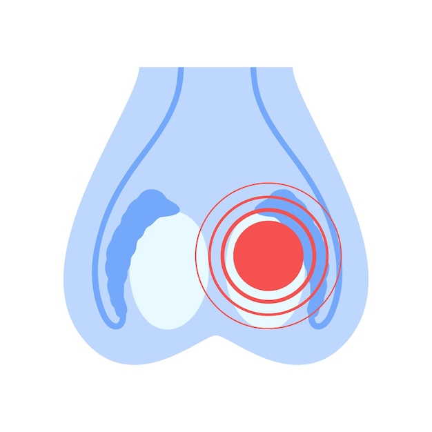 Male reproductive system