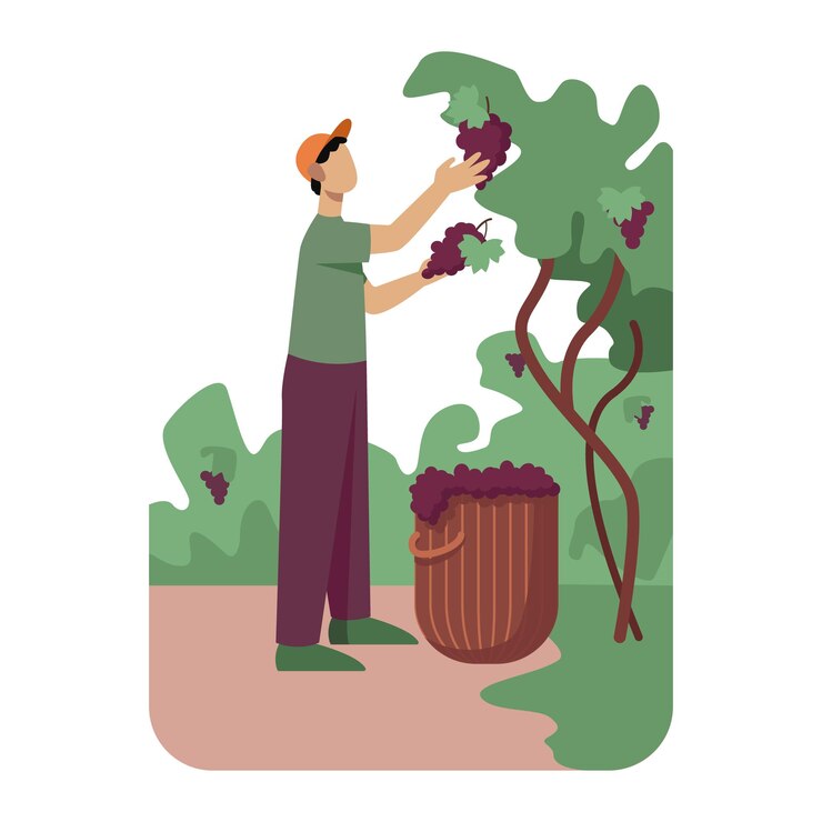 Vector male in uniform standing and plucks cluster of grapes put it in basket