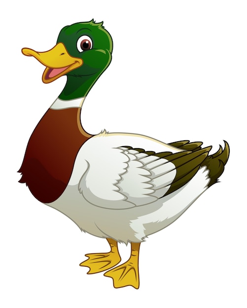 Vector mallard duck cartoon animal illustration