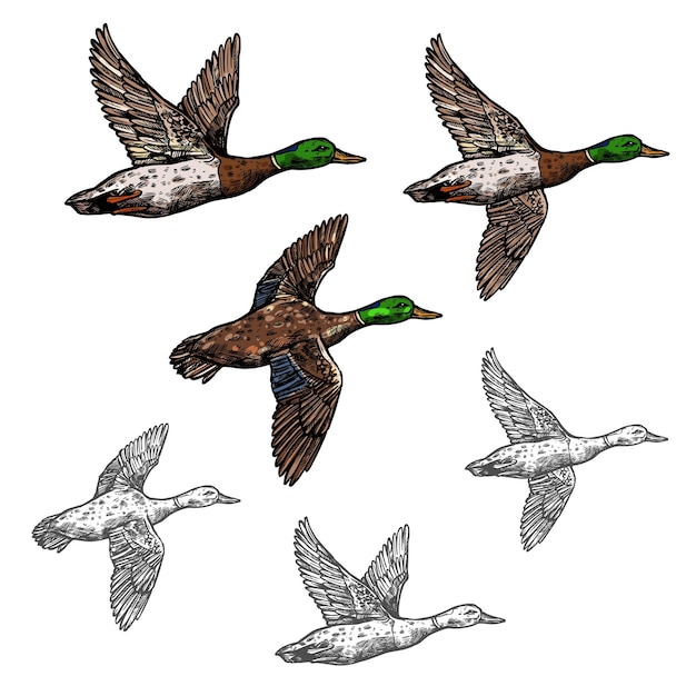 Mallard duck vector sketch wild bird icon