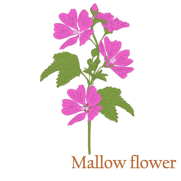 Mallow flower Illustration of a plant in a vector with flowers