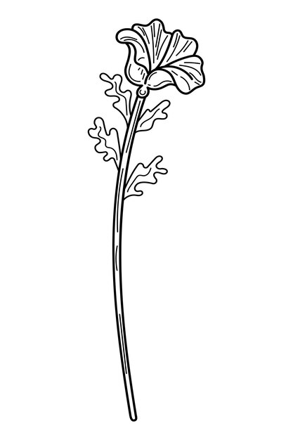 Vector mallow flower sketch blooming bud on stem hand drawn line art illustration