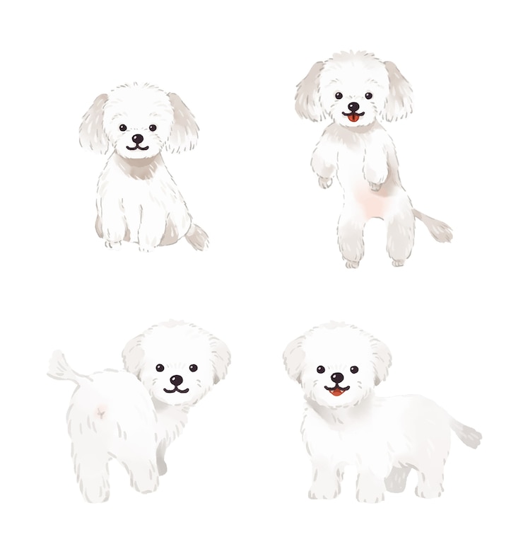 Vector 몰타어 개 그림 모음