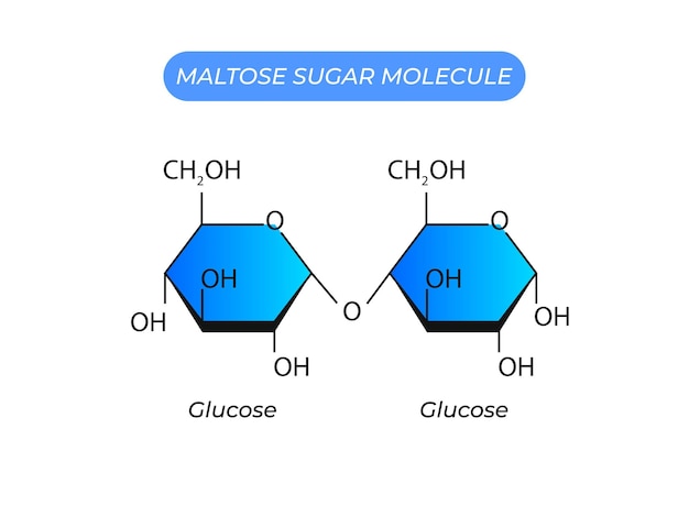 ベクトル マルトース糖分子グルコースとグルコース