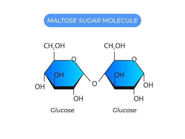 Vettore maltosio molecola di zucchero glucosio e glucosio